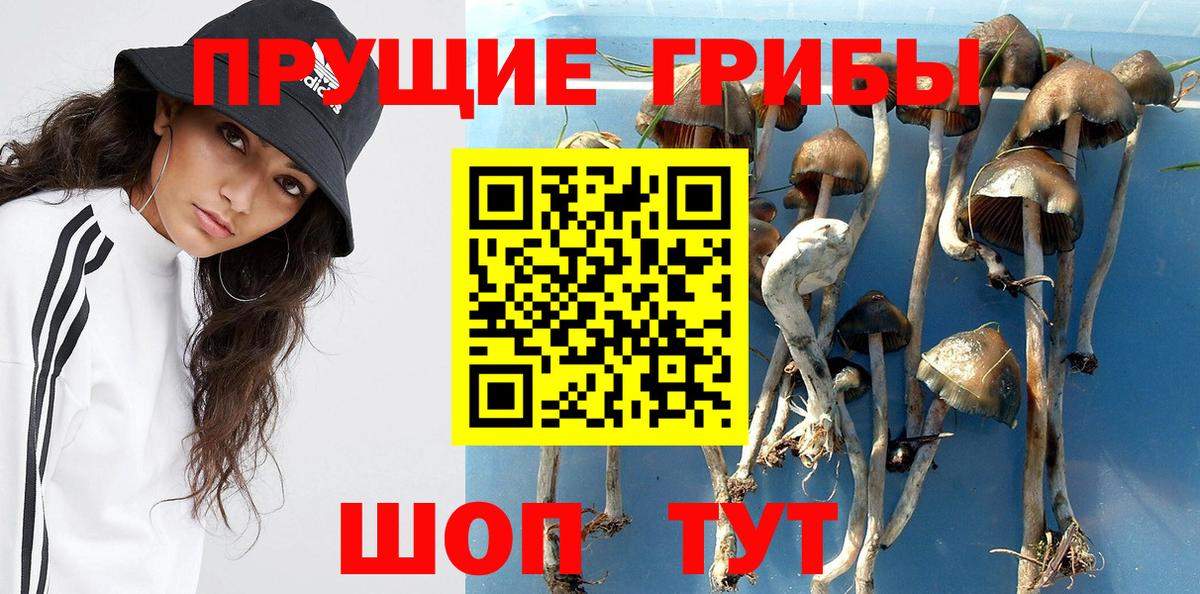 Псилоцибиновые грибы Cubensis Нововоронеж